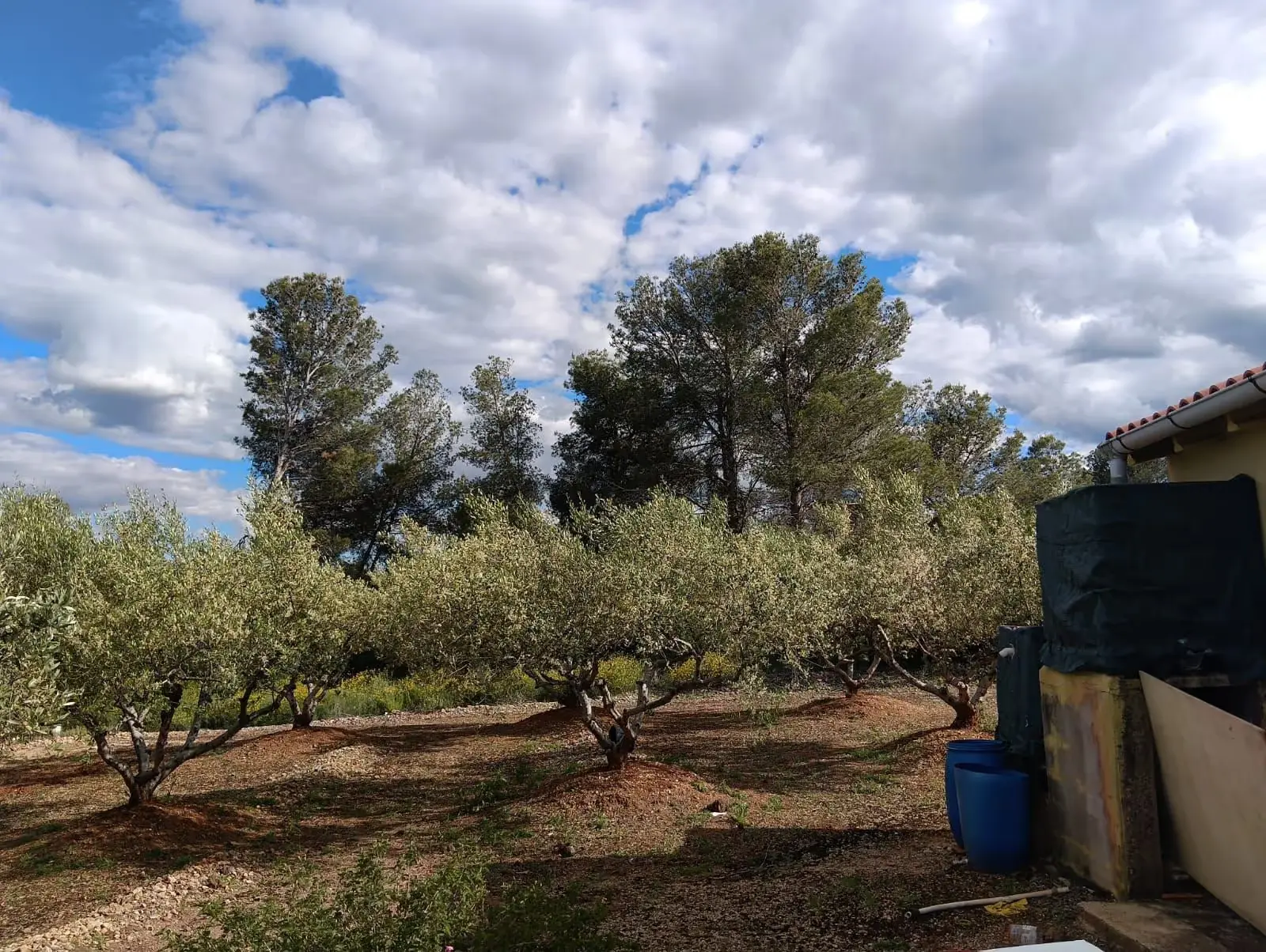 Olive trees at Starpark