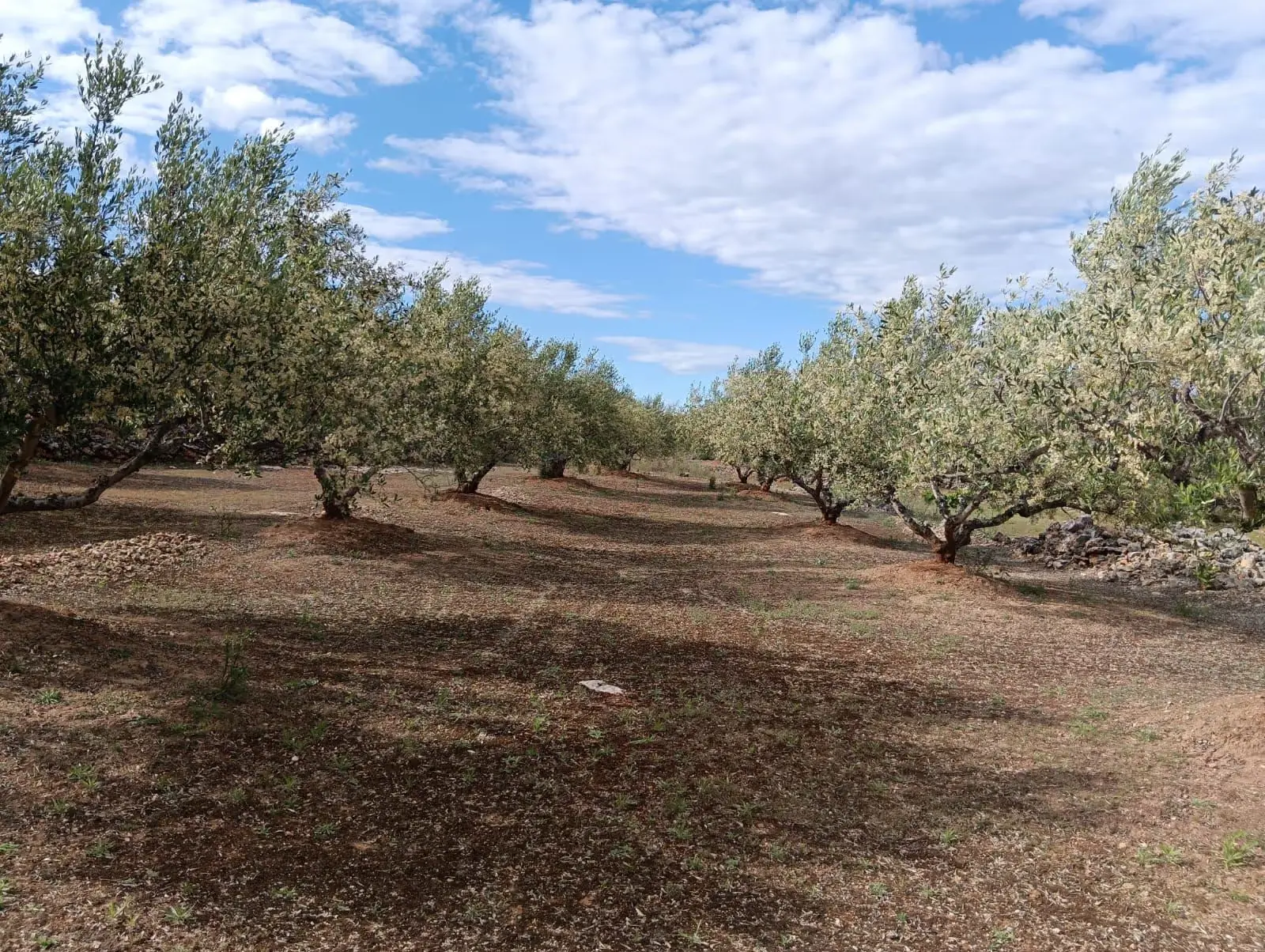 Olive grove at Starpark