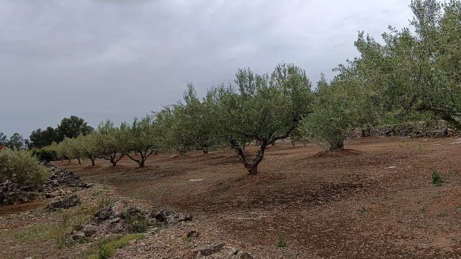 Olive grove detail